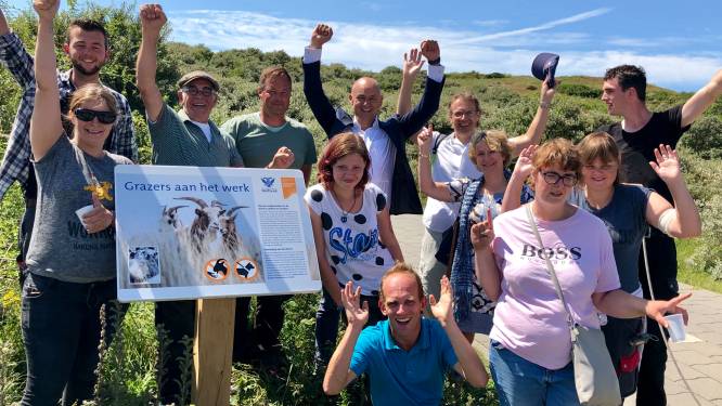 Schapen en geiten krijgen een lintje voor onderhoud van duinen: ‘Het zijn de beste medewerkers’