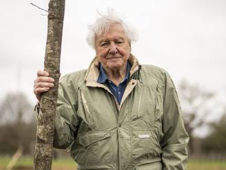 3.000 pond per minuut en dat voor slechts vier tv-shows: David Attenborough verdiende vorig jaar rijkelijk zijn boterham