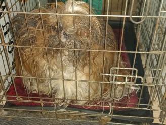 Alweer veel verwaarloosde honden in Hardenberg, inspectiedienst vindt het geen toeval meer