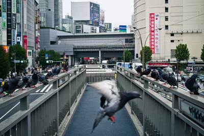 Taxichauffeur in Tokio gearresteerd voor het doodrijden van een duif
