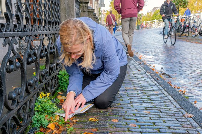 Nienke Beets onderzoekt stoepplantjes in het centrum van Leiden.