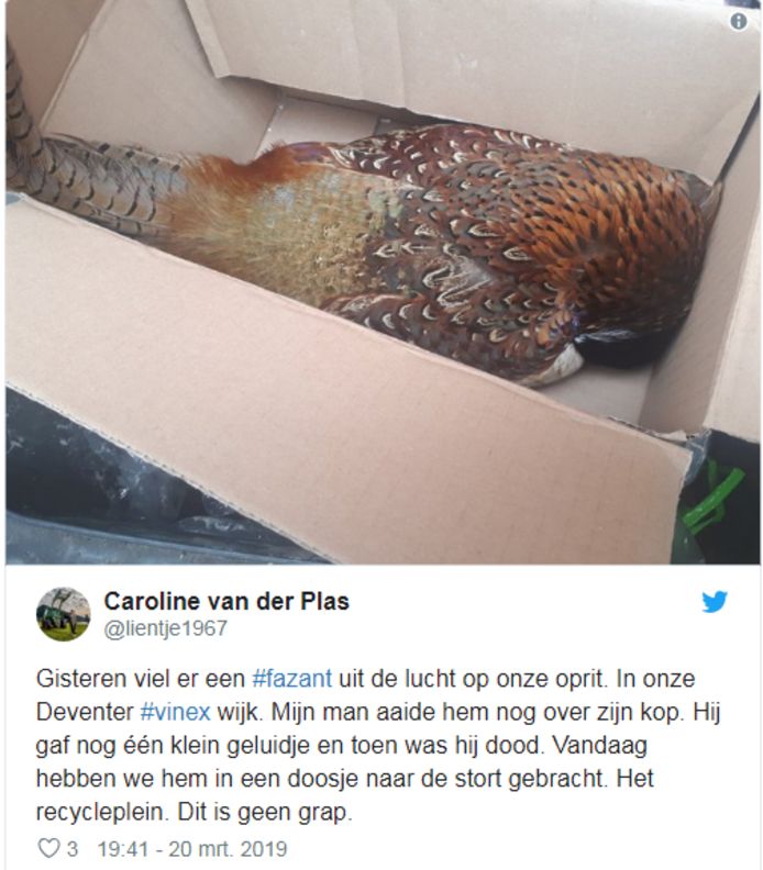 Fazant Stort Neer Op Deventer Oprit En Sterft In Handen Van Bewoner Deventer Tubantia Nl