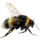 Hoeveel hommels en wilde bijen mogen sterven door pesticiden? De Europese Commissie weet het nog niet