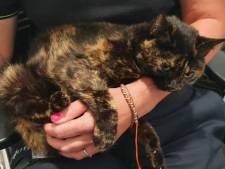Bizar: poes Diva uit Purmerend ‘ontvoerd’ en met de trein naar Gouda gereisd