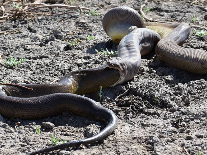 Python verorbert nog grotere python, maar die blijkt nogal zwaar op de maag te liggen