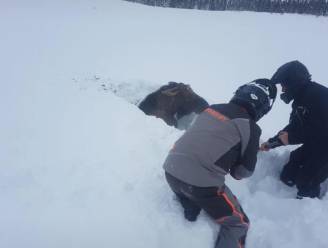 Canadezen redden eland die vastzit in groot pak sneeuw