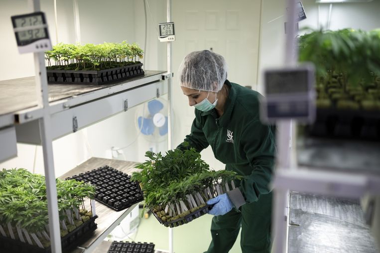 Een cannabisplantage in Skopje, Noord-Macedonië, waar de hoop is gevestigd op de medicinale wietindustrie. Het Nederlandse kabinet heeft tien gemeenten aangewezen waar kan worden geëxperimenteerd met ‘staatswiet’.  Beeld Bloomberg via Getty Images