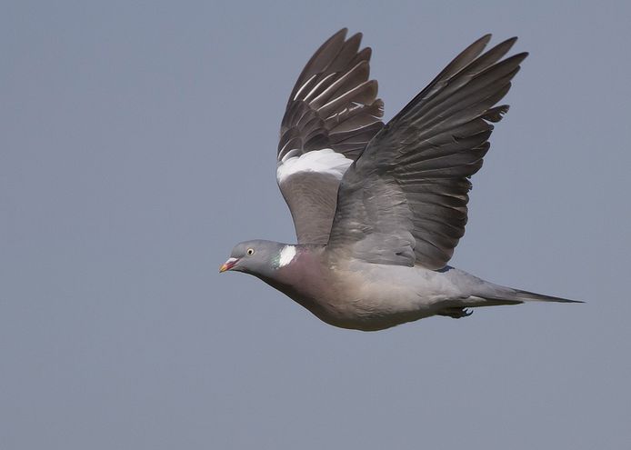 De houtduif stijgt in de West-Vlaamse top tien van 8ste naar de 5de plaats.