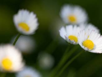 Nederland heeft voor het eerst een nationale bloem: het madeliefje