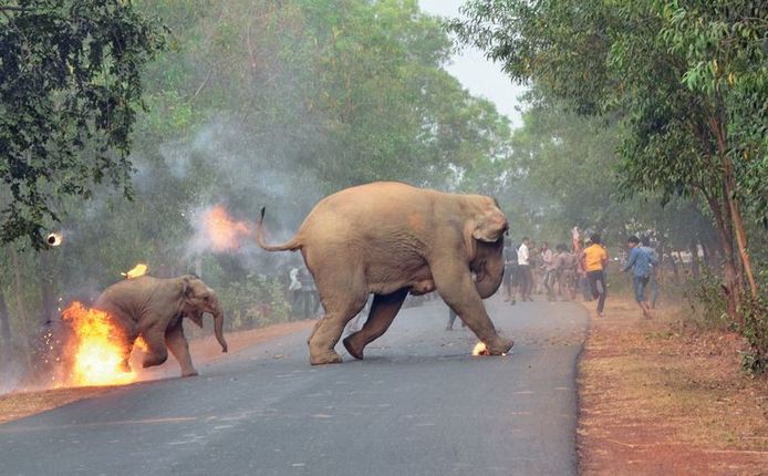 'Hell is Here' van fotograaf Biplab Hazra won de prijs 'Sanctuary’s Wildlife Photographer of the Year'