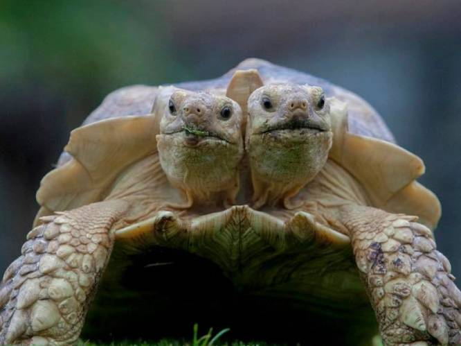 Nu pas zeker: tweekoppige schildpad Kianga is... een vrouwtje