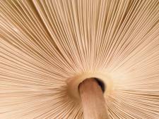 Les champignons communiqueraient entre eux grâce à un lexique comprenant jusqu'à 50 mots