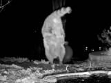 Nachtcamera filmt wasbeer die handstand doet in VS