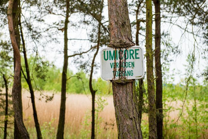 Het bos in Olen waar het lichaam van Christine Lenaerts gedumpt werd teruggevonden.