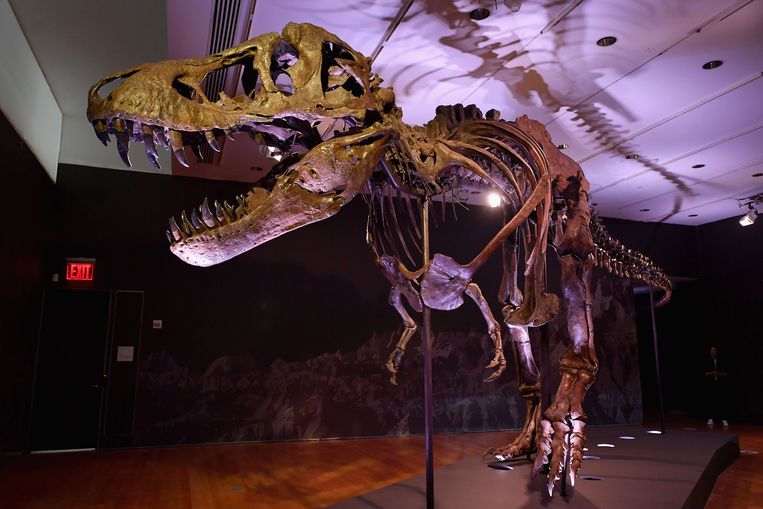 Onderzoek koper 945 Skelet van T-rex te koop op veiling in New York | De Morgen