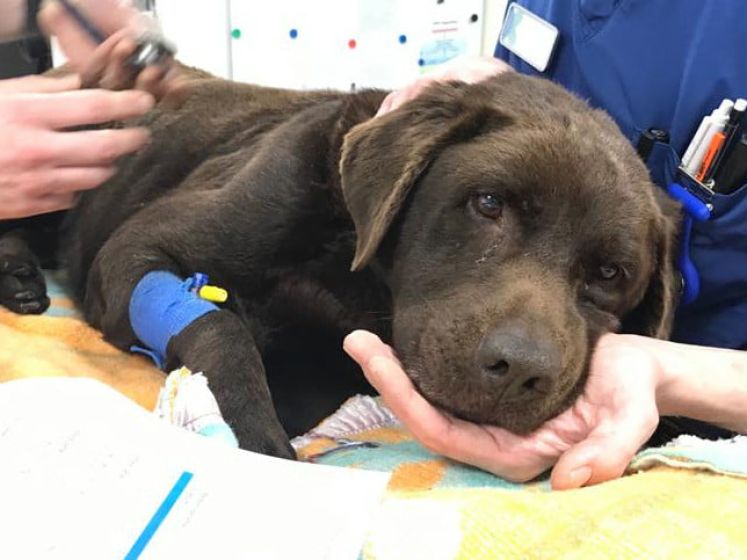 Gewonde labrador ‘Balou’ wacht bij dierenopvang op zijn baasje, maar die is al een week spoorloos