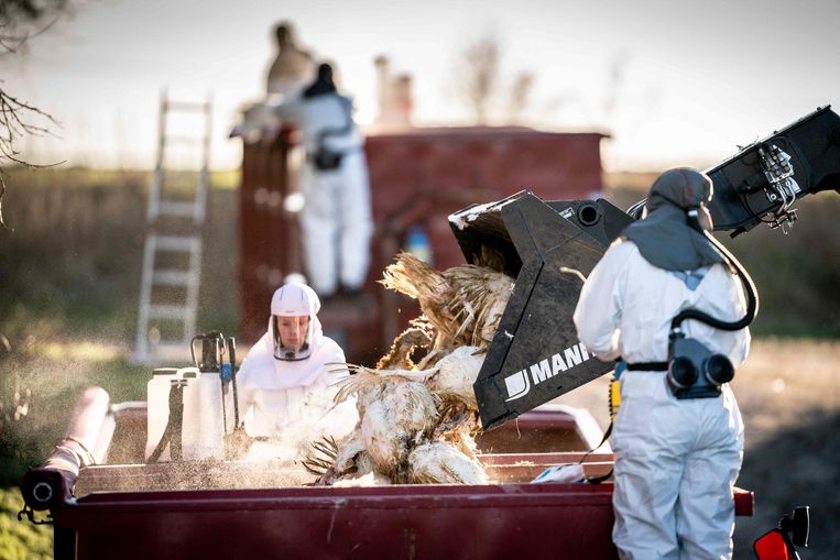 Januari 2022: Deense gezondheidsmedewerkers ruimen kalkoenen na een uitbraak van de vogelgriep in het land. Beeld AFP