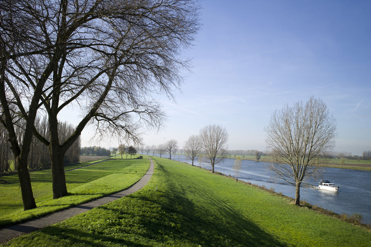 Bomen langs de Bergsche Maas. Beeld anp