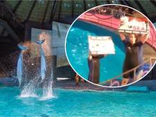 Vegan Streaker verstoort dolfijnenvoorstelling in het Dolfinarium, show direct stilgelegd