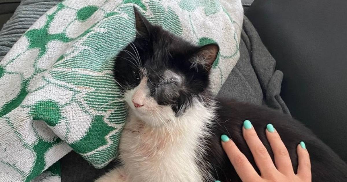 Poes heeft verbrijzelde kaak en is oog kwijt door luchtbuks: triest verhaal uit Soerendonk staat nie