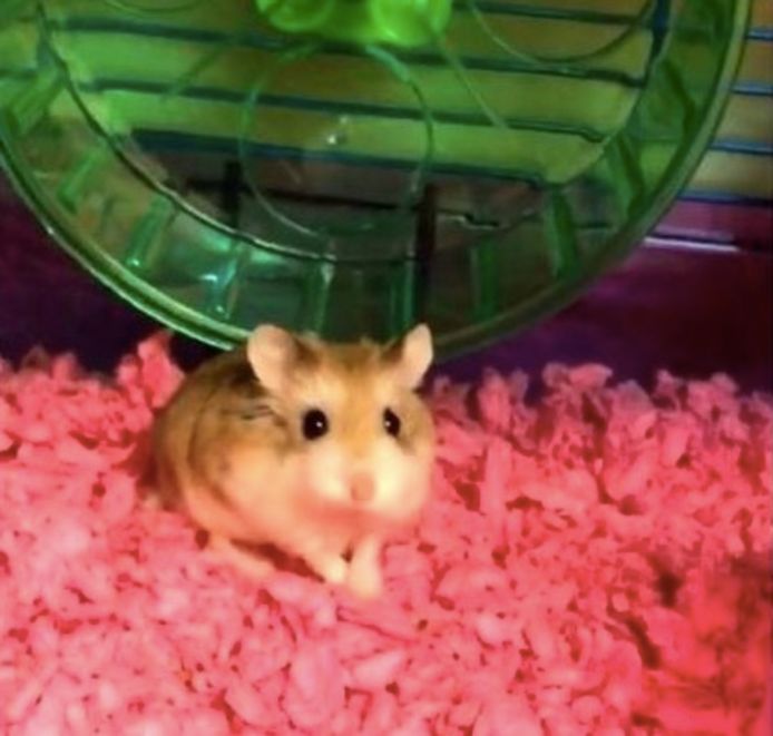 Hamster Pebbles.