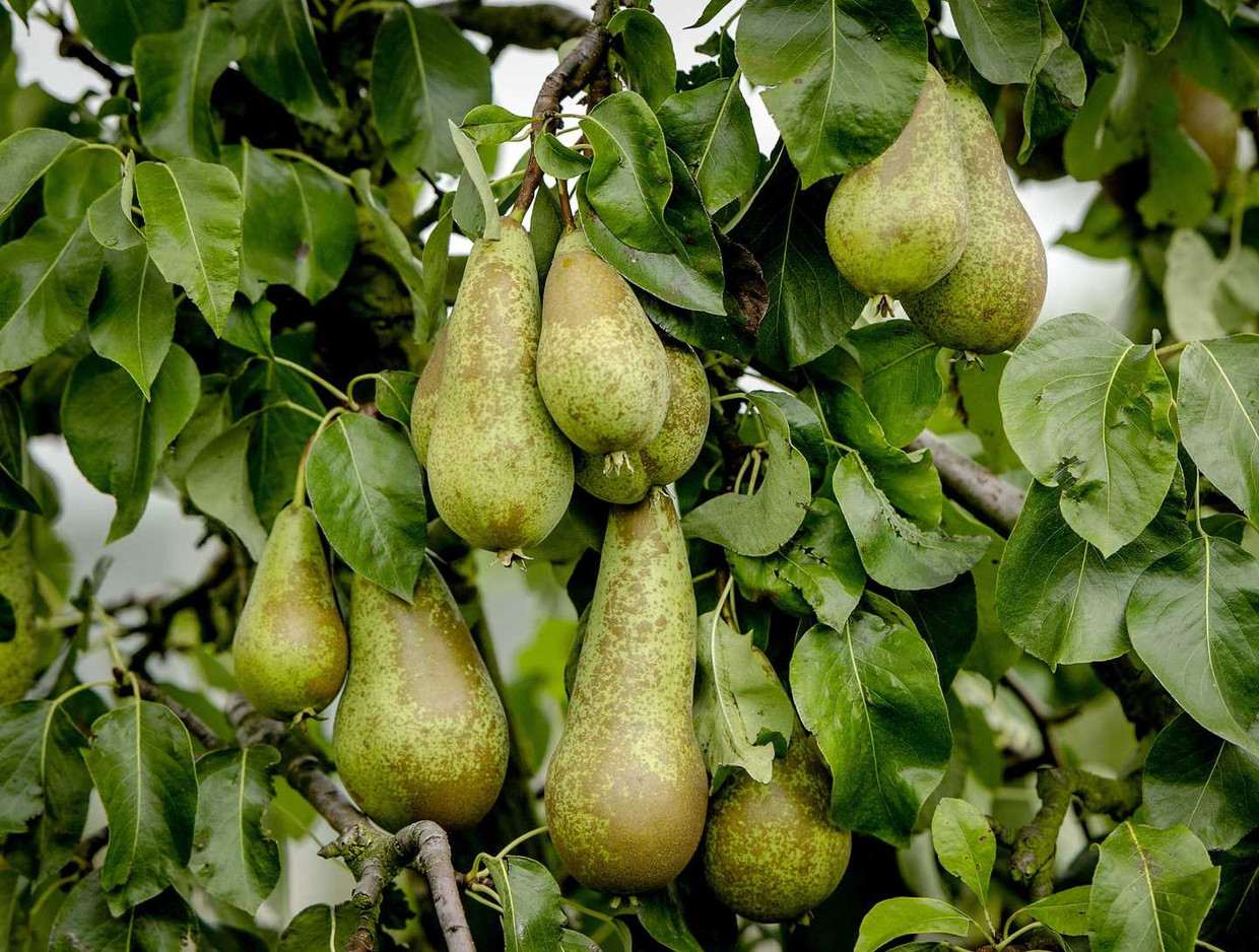 Peren in een perenkwekerij. Beeld anp