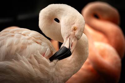 Gespot in Antwerpse zoo: geen roze, maar een witte flamingo. Hoe kan dat?