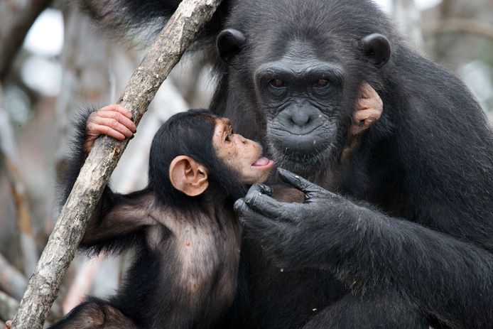 Chimpansees zijn in sommige Afrikaanse landen een delicatesse.