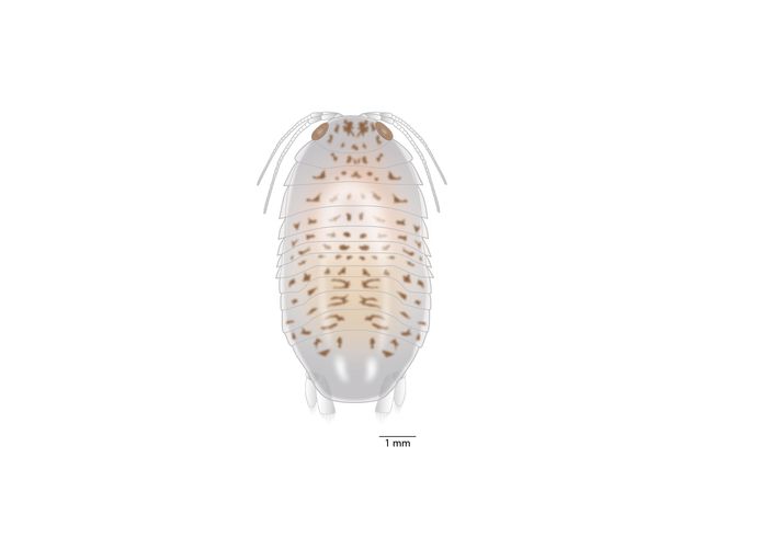 Reconstructietekening van Gelrincola winterswijkensis