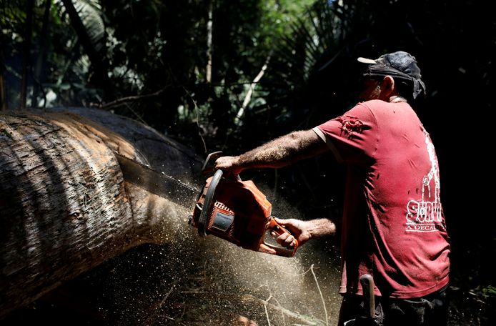 Een man zaagt een boom in stukken in de Amazone in Brazilië.