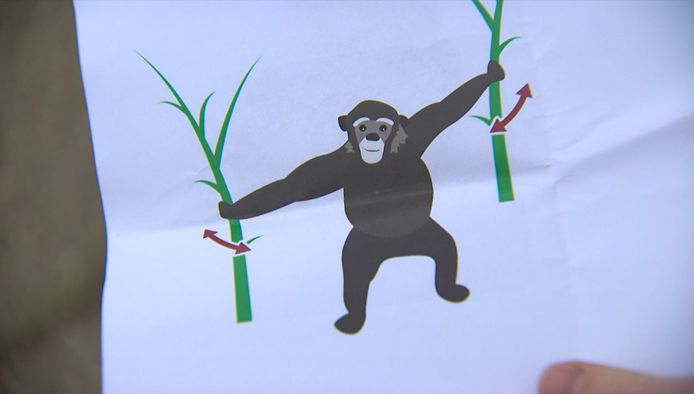Herken jij dit gebaar? Met deze pose toont de aap hoe sterk hij is: hij wil paren.