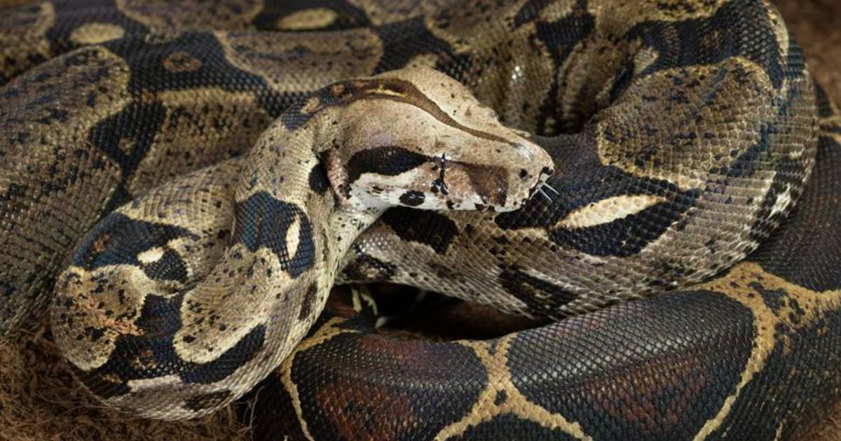 Un boa constrictor se balade dans la nature Monde 7sur7.be
