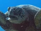 Duiker die bodem opruimt filmt schildpad die plastic ophoest