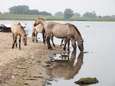Ook te veel dioxine in ‘oervlees’ konikpaarden en Schotse hooglanders van Lauwersmeer
