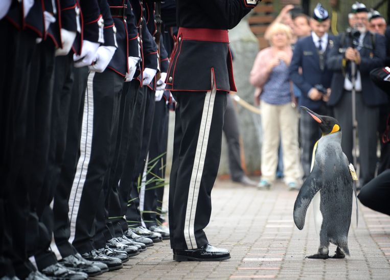 noors-leger-bevordert-pingu-n-tot-generaal-de-morgen