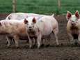 150.000 varkens mogelijk afgemaakt vanwege tekort aan slagers