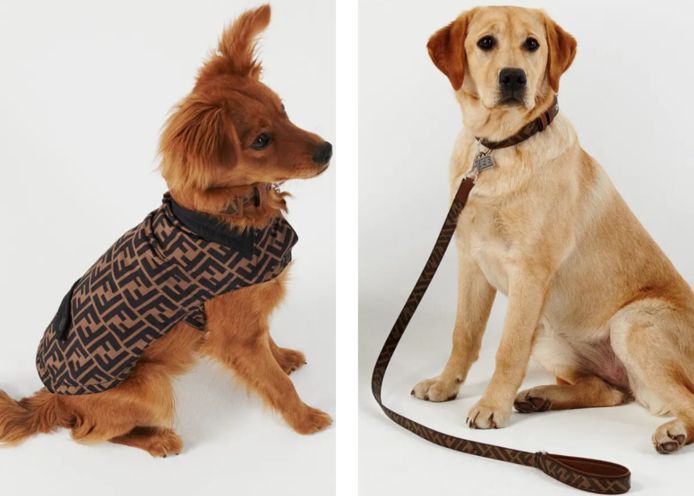 Een hondenjasje van Versace of halsband van Louis Vuitton: luxemode voor onze beestjes boomt. “Sommige honden vinden het maar niks” | hln.be