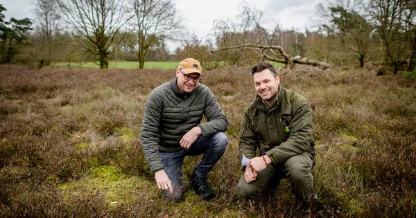 Hersteloperatie moet mystiek natuurgebied de Manderheide duurzaam gaan beschermen - Tubantia