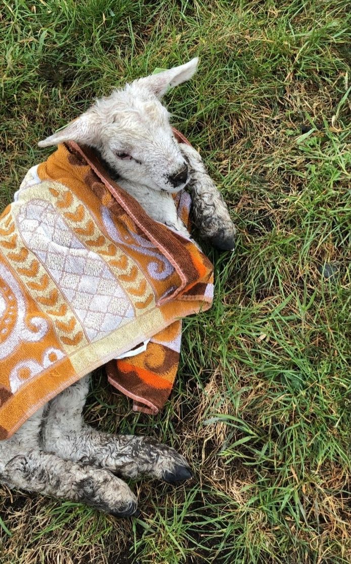 Een gewond lammetje langs de Zuidermeerdijk.