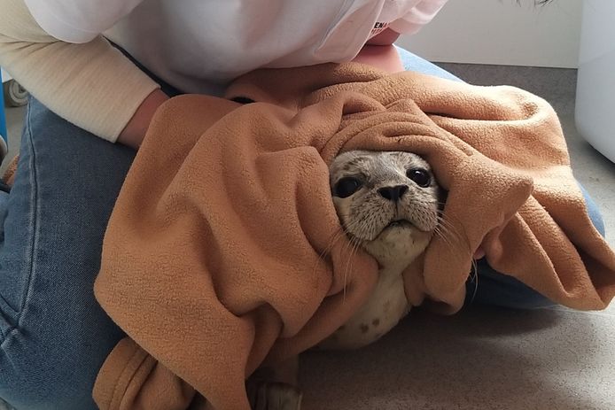 De zeehond die vorige week op het strand lag bij te komen.