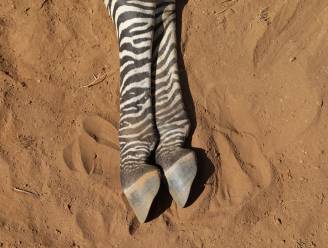 Liefst 2 procent van een van ‘s werelds zeldzaamste zebra’s gestorven door aanhoudende droogte in Kenia 