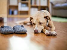 Les chiens seraient capables de déceler les infidèles grâce à leur odorat