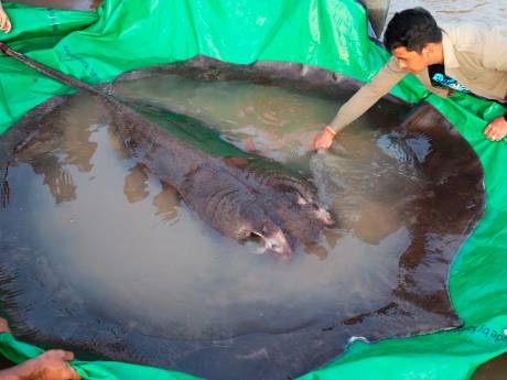 Cambodjaan vangt ‘s werelds grootste zoetwatervis: een vier meter lange pijlstaartrog van 300 kilo