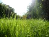 “Wekelijks je gras maaien is achterhaald”: zo laat je je gazon verantwoord stralen 