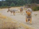 Nieuwe beelden van jonge wolfjes op de Veluwe