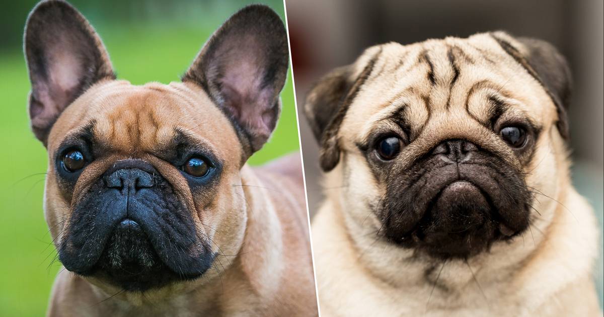 ondersteboven In het algemeen bladeren Nederlanders mogen niet langer honden met korte snuit kopen, zoals mopshond  en Franse bulldog | Dieren | hln.be