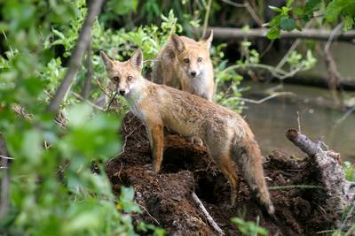 Frankrijk maakt melding van vossen besmet met vogelgriep nabij Parijs, aldus WOAH