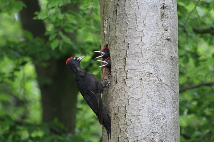 Een zwarte specht voert haar jongen in een nestholte. Door het fanatieke hakwerk was de vogel aanvankelijk bij boseigenaren niet geliefd.