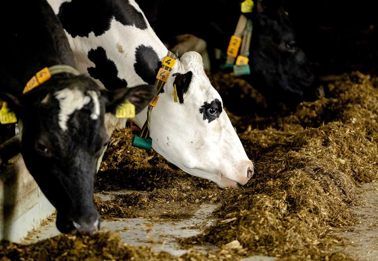 Op de Franse boerderij sterven de laatste jaren vier keer meer koeien. Beeld ANP