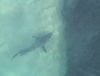 Wanneer je deze luchtbeelden van haaien ziet, begrijp je waarom stranden gesloten werden